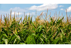 Corn Feild In Sun Pixabay