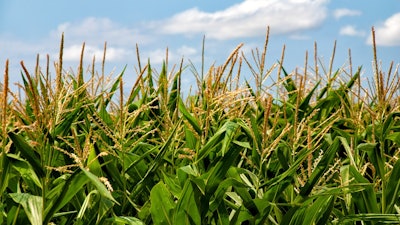 Corn Feild In Sun Pixabay