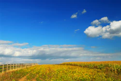 Corn Soybean Fields