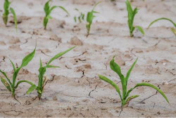Cornfield 4240209 1280