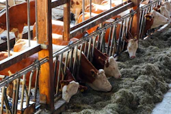 Cowshed Feeding Pixabay