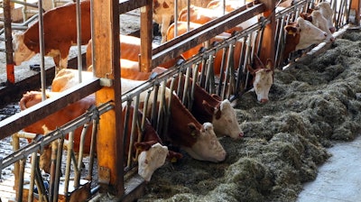 Cowshed Feeding Pixabay