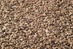 Hemp Seeds
