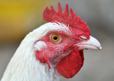 Hen 5560931 1280