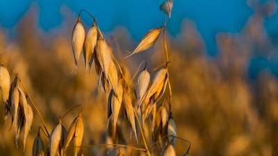 Oats In Field