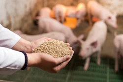 Piglets Feed