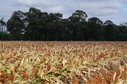 Sorghum 1568525 1280