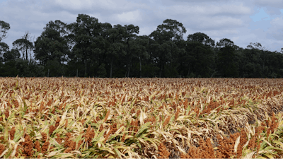 Sorghum 1568525 1280
