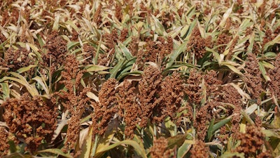 Sorghum In Field