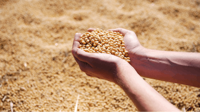 Soybeans Scouped From Pile Pixabay