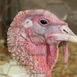 Turkey In Cage Closeup