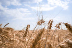 Ukraine Wheat Field