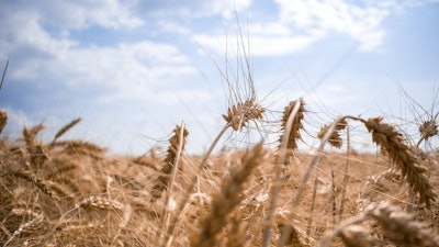 Ukraine Wheat Field