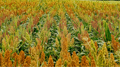 Sorghum Field Ripe