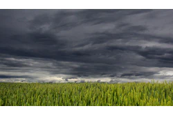 Clouds Over Wheat Feild Pixabay