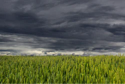 Clouds Over Wheat Feild Pixabay