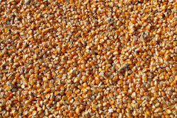 Corn Pile Closeup