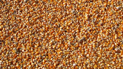 Corn Pile Closeup