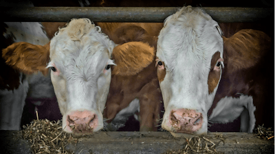Cows Beef Fence Feed Pixabay