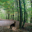Pet Food Inflation Woods