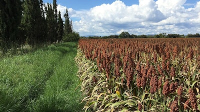 Sorghum Field Flowering Pixabay