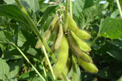 Soy Beans On Plant Pixabay