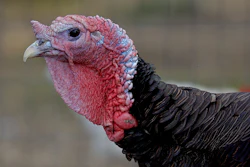 Turkey Head Side Profile