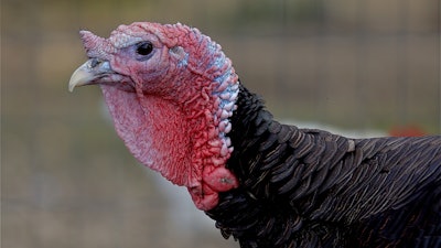 Turkey Head Side Profile