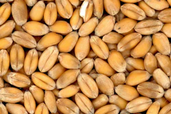 Wheat Grain Close Up