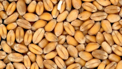 Wheat Grain Close Up