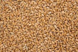 Wheat Grains (2)