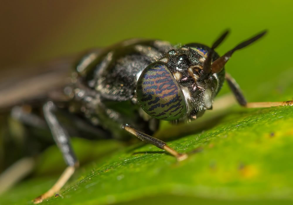 Black Soldier Fly larvae oil, derived from insect processing, is primarily used in pet food and animal feed as a sustainable alternative to traditional plant oil sources like palm or coconut but also as an alternative to animal fats.