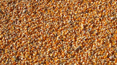 Corn 264520 1920