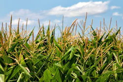 Corn Feild In Sun Pixabay