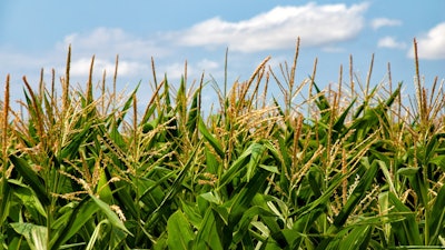Corn Feild In Sun Pixabay