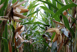 Corn On The Cob Feild Pixabay