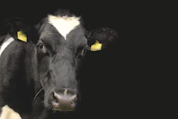 Dairy Cow Black Background Pixabay