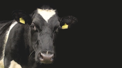 Dairy Cow Black Background Pixabay
