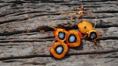 Palm Oil Pixabay0