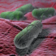 The proposed Salmonella framework for raw poultry products would classify some Salmonella serotypes as adulterants if found on ready-to-cook chicken products and ground turkey.