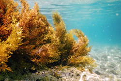 Seaweed