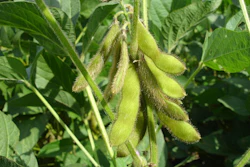 Soy Beans On Plant