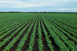 Soybean Field 1610754 1280