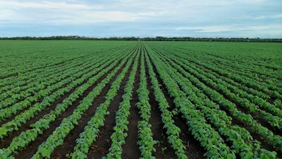 Soybean Field 1610754 1280