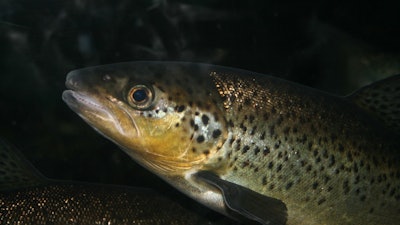Trout Aquafarm Pixabay