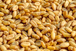 Wheat 381848 1280