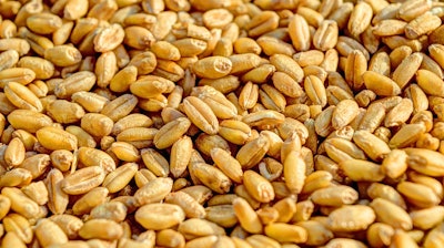 Wheat 381848 1280