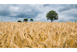 Wheat Feild Ripe