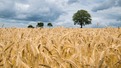 Wheat Feild Ripe