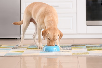 White Lab Eating Petfood